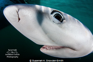 "Face To Face"
A 7 1/2 foot long blue shark presses its ... by Susannah H. Snowden-Smith 